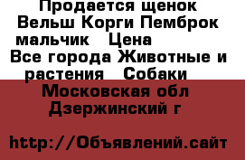 Продается щенок Вельш Корги Пемброк мальчик › Цена ­ 65 000 - Все города Животные и растения » Собаки   . Московская обл.,Дзержинский г.